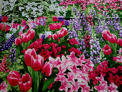 Timeless Treasures of SOHO Patt# “Nature”- C 2759 Flowers Forest Fabric Remnant