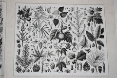 Andover Fabrics Cotton Fabric Panel Floral Botanical Quilt Blocks HTF OOP