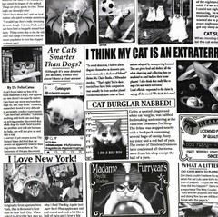Timeless Treasures – Quirky Cats – Cat Newspaper – Newsprint