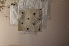 Clarke & Clarke Abeja (Bee) Various Colors and Sizes