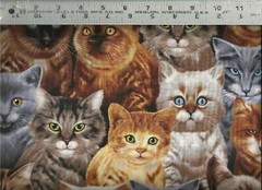 Timeless Treasures ~ Assorted REALISTIC CATS ~ 100% Cotton Quilt Fabric BTY