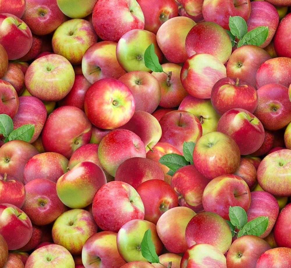 Food Festival Fabric | Packed Apple Red Green | Elizabeth’s Studio YARD