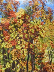 Timeless Treasures of SoHo Cotton Fabric – Nature – Fall – 40″ x 1.16 yard