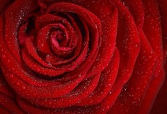 Rose #4 – 8″ x 10″ – T Shirt Hoodie Iron On Transfer