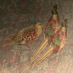 Ralph Lauren Hunting Manor Paisley, Italian Cotton Velvet, BTY, Sable