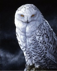 David Textiles Snowy Owl Panel Cotton 35.5×45