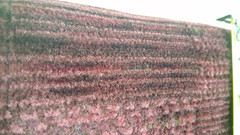 Burgundy Wine Cut & Loop Preowned Remnant Fabric 56″ x 73″ End of Roll
