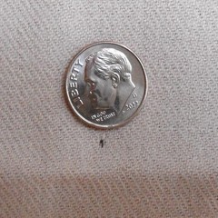 Blush Colored Brushed Twill, Several Very Tiny Holes, Please See Pictures