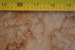 By 1/2 Yd, Brown on Dark-Tan Batik, Indonesia, Hoffman/HN-1895-171 Mocha, M8940