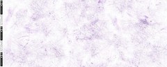 1M X 1.60M Cotton Jersey Breeze White-Purple Thorsten Berger!
