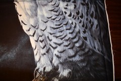 David Textiles Snowy Owl Panel Cotton 35.5×45