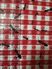 REMNANT Jaftex Red Picnic Plaid Check Fabric Ants Vintage Crafts Clothing 22×19″