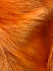 Sasha ORANGE 2 Inch Long Pile Soft Luxury Faux Fur Fabric Fursuit, Cosplay Cost