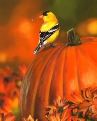 36x44in Fabric Panel | David Textiles | Goldfinch and Pumpkin