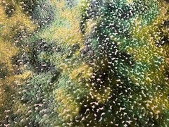 CASSARO PO2194/02 Pomona Velvet Emerald Viscose Poly Velvet Fabric Italy BTY