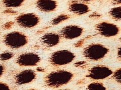 Fabric Wild Animal Kingdom Cheetah Skin on Cotton KAUFMAN Cotton 1/4 yard 71-286
