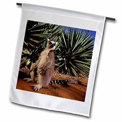 3dRose fl_72886_1 Madagascar Berenty Private Reserve Ring-Tailed Lemu