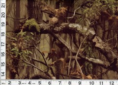 Bark Shadows Woodland Camo Forest Trees Quilting Sewing Fabric by Yard #516 DP