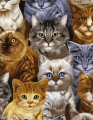 Timeless Treasures ~ Assorted REALISTIC CATS ~ 100% Cotton Quilt Fabric BTY