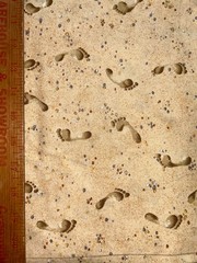 100% cotton quilting fabric Makower UK footprints in beach sand