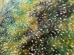 CASSARO PO2194/02 Pomona Velvet Emerald Viscose Poly Velvet Fabric Italy BTY