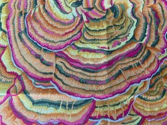 KaffeFasset Collective. 6 Fat Quarters in yellows. All fabrics are OOP.