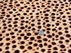Fabric Wild Animal Kingdom Cheetah Skin on Cotton KAUFMAN Cotton 1/4 yard 71-286