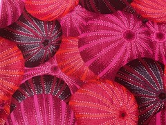 SALE 10% off. Kaffe Fassett. 1/2 yard Sea Urchins in Red. OOP/HTF. Beautiful.