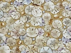 Fabric Sand Dollars on Cotton ELIZABETH STUDIOS 1/4 Yard 619E-SAND