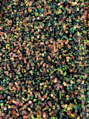 Stephanie MULTI COLORED Overlap Sequins on BLACK Stretch Velvet Fabric by the Y