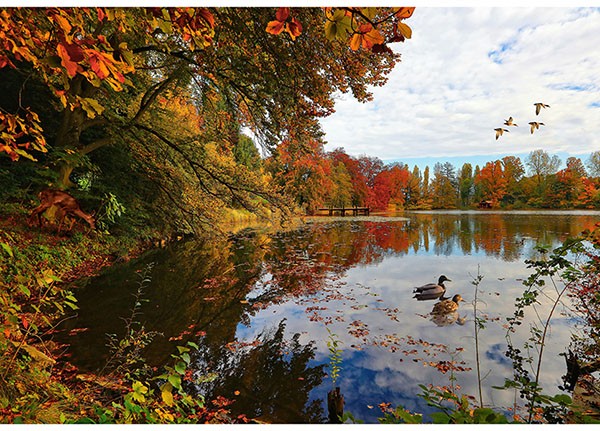 30.5″ X 44″ Panel On the Path to Fall Autumn Trees Lake Cotton Fabric D515.52
