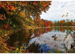 30.5″ X 44″ Panel On the Path to Fall Autumn Trees Lake Cotton Fabric D515.52