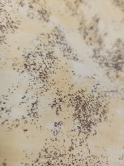 2 Yards Yellow Ombre Brown Tan 100% Cotton Quilting Blender Mixer Fabric