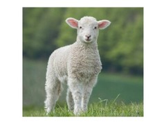 100% WOOL FABRIC for PENNY RUGS & APPLIQUE Mill-Dyed {Solid White} ~13″x16″ ea.