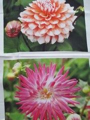 Fabric Panel Red Rooster “Just Dahlias” 6 Different Dahlias 14″ x 9″ each $6.95