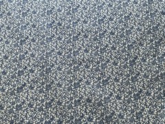 Cotton Fabric Tiny Blue Plant Classic Cottons 44”x 30” 282