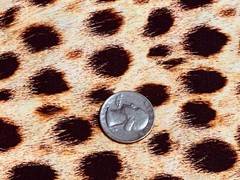Fabric Wild Animal Kingdom Cheetah Skin on Cotton KAUFMAN Cotton 1/4 yard 71-286