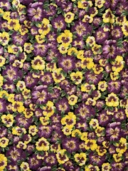 Blooms Style 5076 Pansies Hoffman Int. Cotton Fabric 1/2 Yard (18” By 44”) New