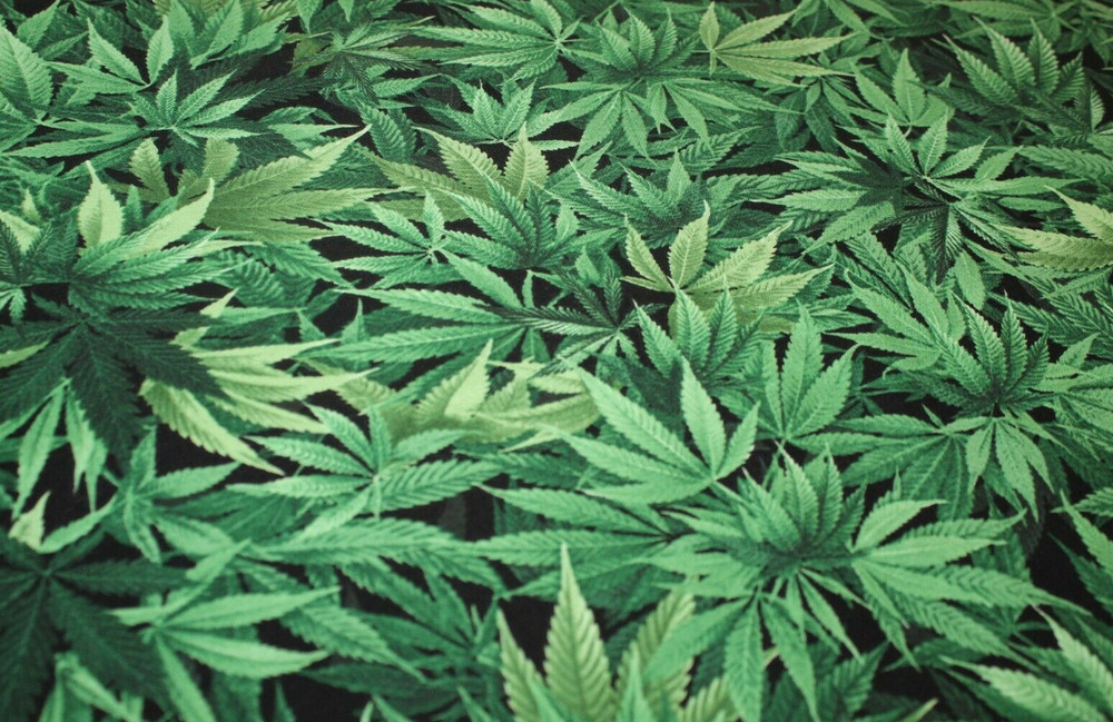 Cannabis Hemp Fabric Fat Quarter FQ {100% COTTON} Marijuana Pot Weed 420 Grass