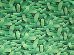 Pickles Cucumbers Dill Gershin Realistic Pickle Snacks Food Cotton Fabric BTHY