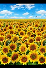 23″ Fabric Panel – Elizabeth’s Studio Sunflower Field & Blue Sky