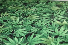 Cannabis Hemp Fabric Fat Quarter FQ {100% COTTON} Marijuana Pot Weed 420 Grass