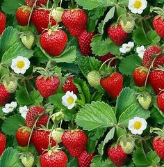 Berry Good Fabric | Elizabeth’s Studio Strawberry Leaf Food | By the Yard