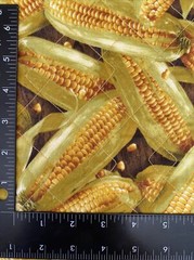 2 Yards Corn “ Farmers Market” Quilted Fabric For Sewing, Home Decor, Crafts