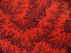 1.5 Yard Orange/Rust 42” Wide 100% Cotton Unbranded-all over print NEW