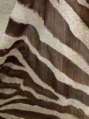 Jo-Ann Fabric 128 x 56 inches piece-56-Wide Brown & Cream Sheer Zebra Print