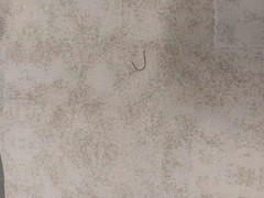 Luxury Quilt Fabric Ivory Gold Metallic Cream Prints Tan 6 Yards