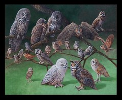 Fabric Black Owls Of North America Panel Cotton by ELIZABETH 16002E 18″x22″