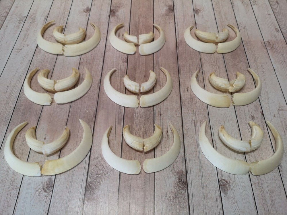 TOP boar weapons tusks wild boar teeth tusks boar sow teeth trophy SL