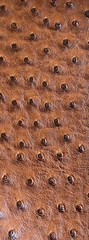 sample Chestnut ostrich faux vinyl